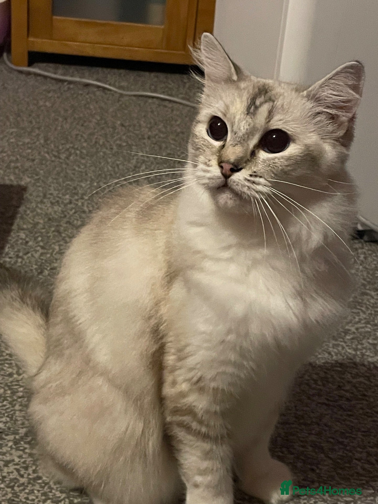Ragdoll cats for sale: GCCF Ragdoll spayed girl - Advert 2