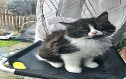 Ragdoll cats for sale: Adorable mixed Norwegian/Ragdoll left  in Dundee - Image 6