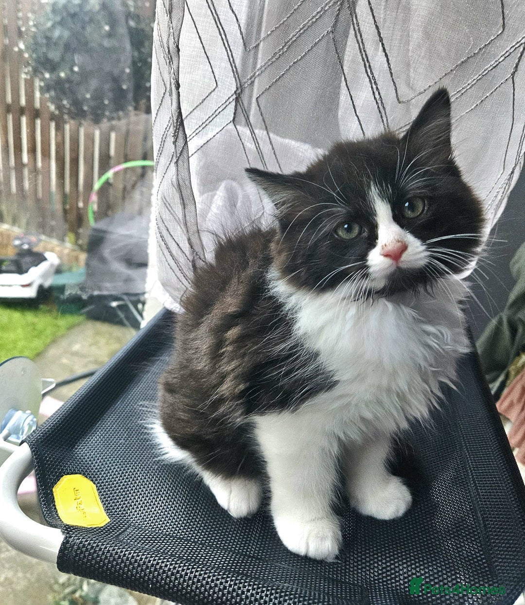 Ragdoll cats for sale: Adorable mixed Norwegian/Ragdoll left  in Dundee - Image 6