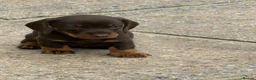 Dachshund dogs for sale: Gorgeous  Dachshund puppies for sale in Dorchester - Advert 4