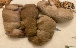 Cavapoo dogs for sale: Gorgeous Teddybear Cavapoo Puppies health checked  - Advert 26