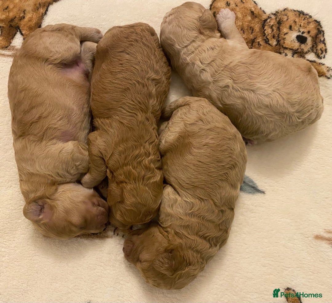 Cavapoo dogs for sale: Gorgeous Teddybear Cavapoo Puppies health checked  - Advert 26