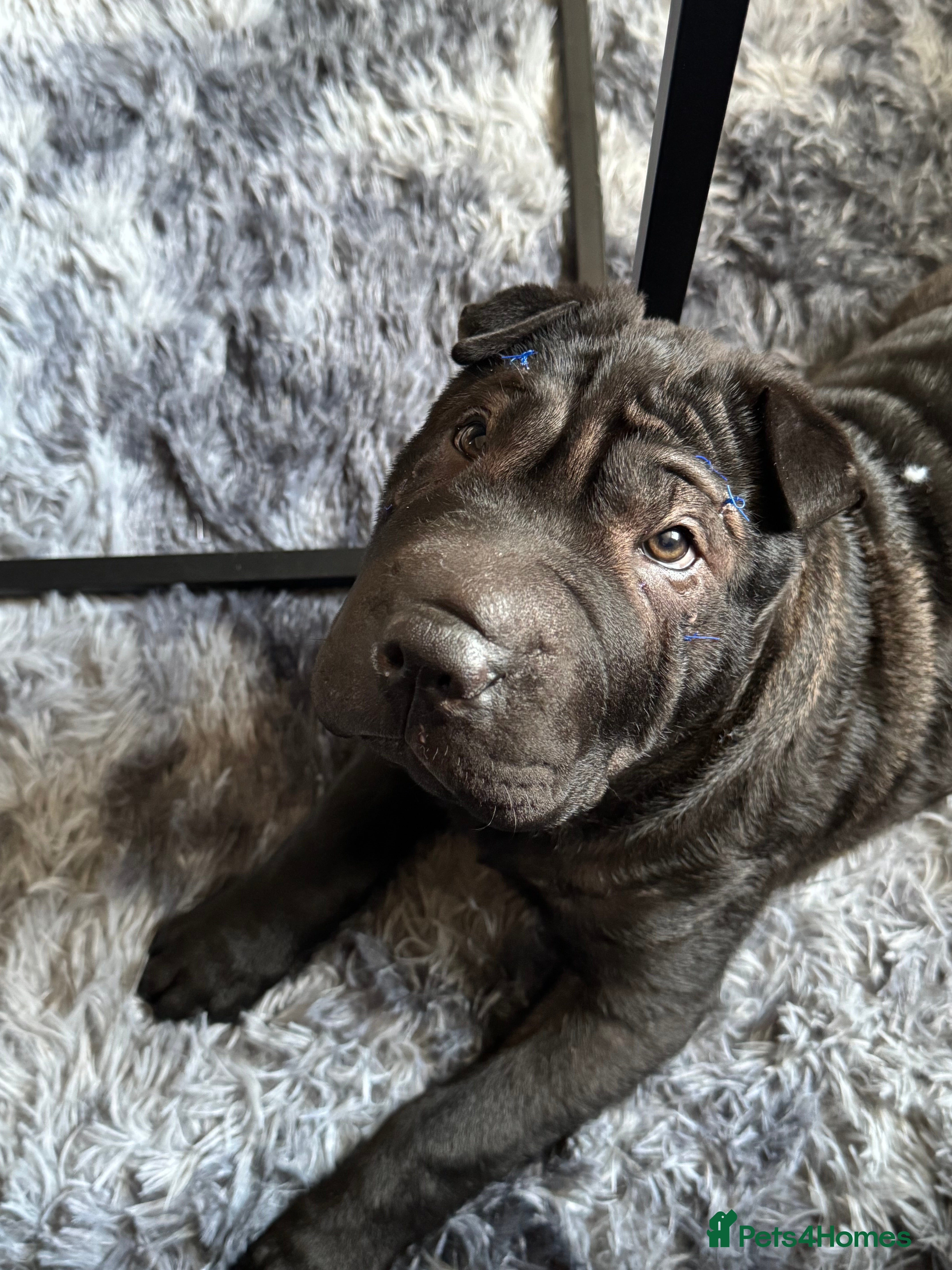 Shar Pei dogs Rex.  - Advert 1