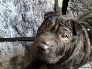 Shar Pei dogs Rex. - Advert 1