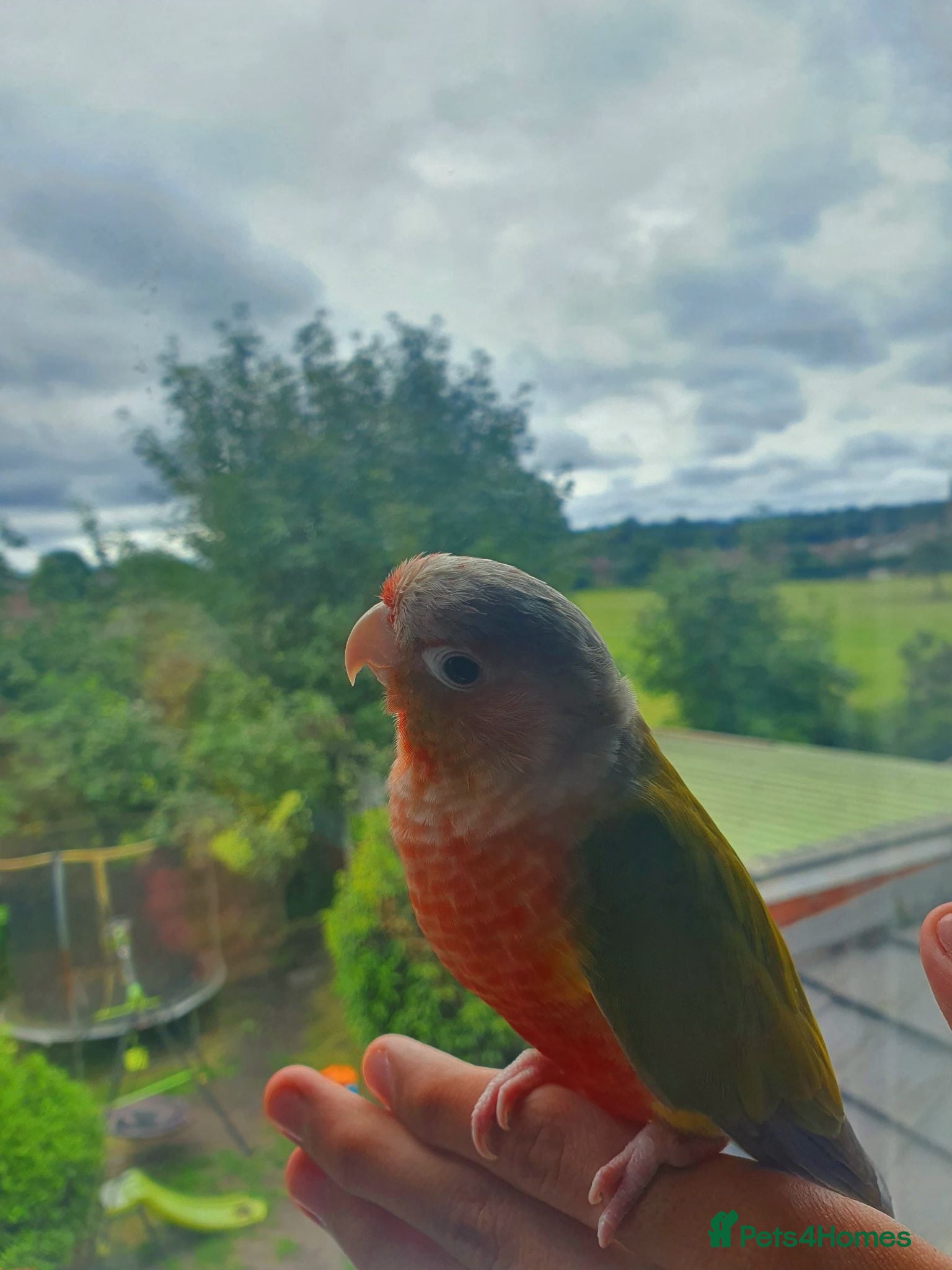 Parakeets birds Green Cheek Pineapple Conure - Advert 9