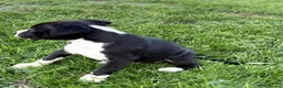 Whippet dogs for sale: Stunning Whippet Puppies for Sale in Dereham - Advert 4