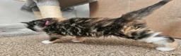 Mixed Breed cats for sale: Beautiful Kittens Looking For Their Forever Homes. - Advert 4