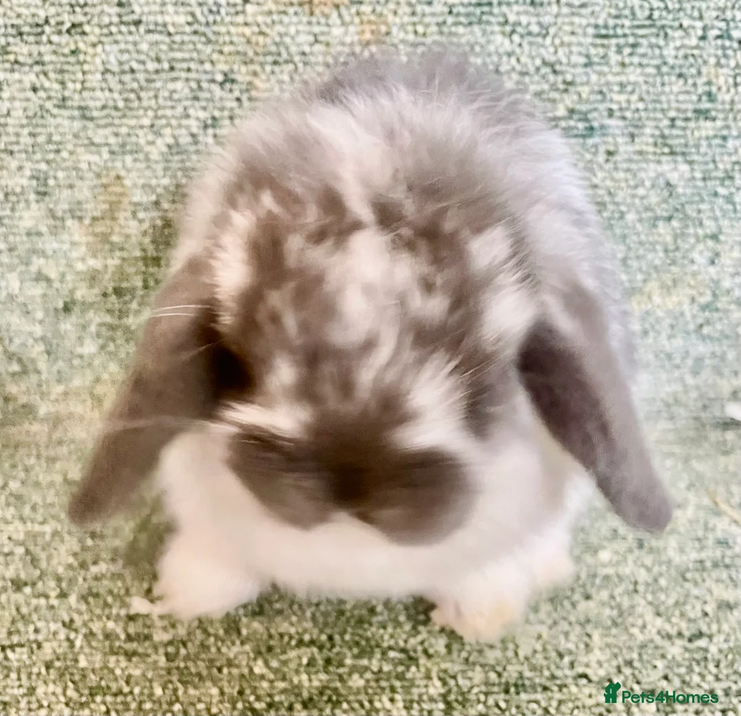 Gallery Image {{count}}