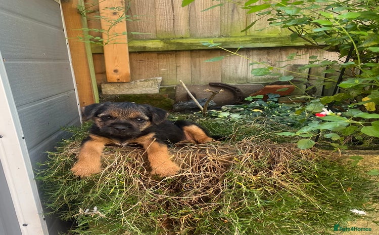 Border Terrier dogs - Advert 3