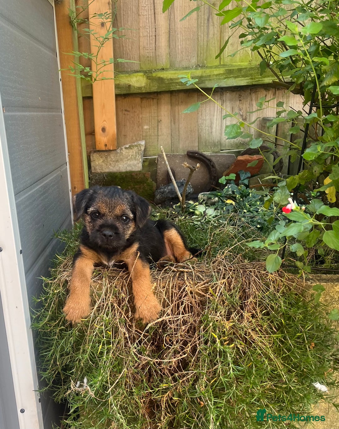 For Sale Border Terrier Puppies For Adoption Border Terrier Rescue