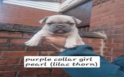 French Bulldog dogs for sale: 6 beautiful frenchies  - Image 6