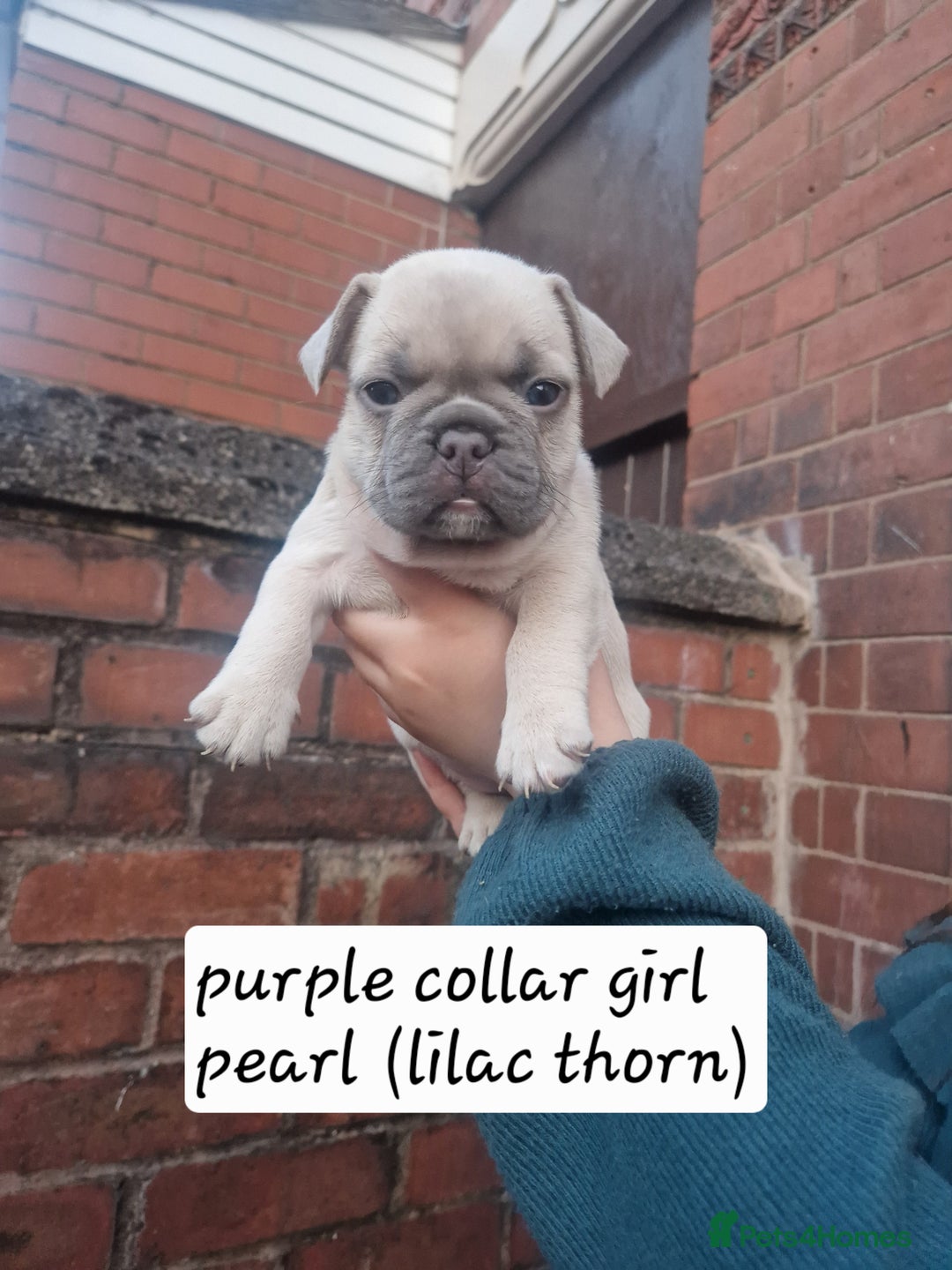 French Bulldog dogs for sale: 6 beautiful frenchies  - Image 6