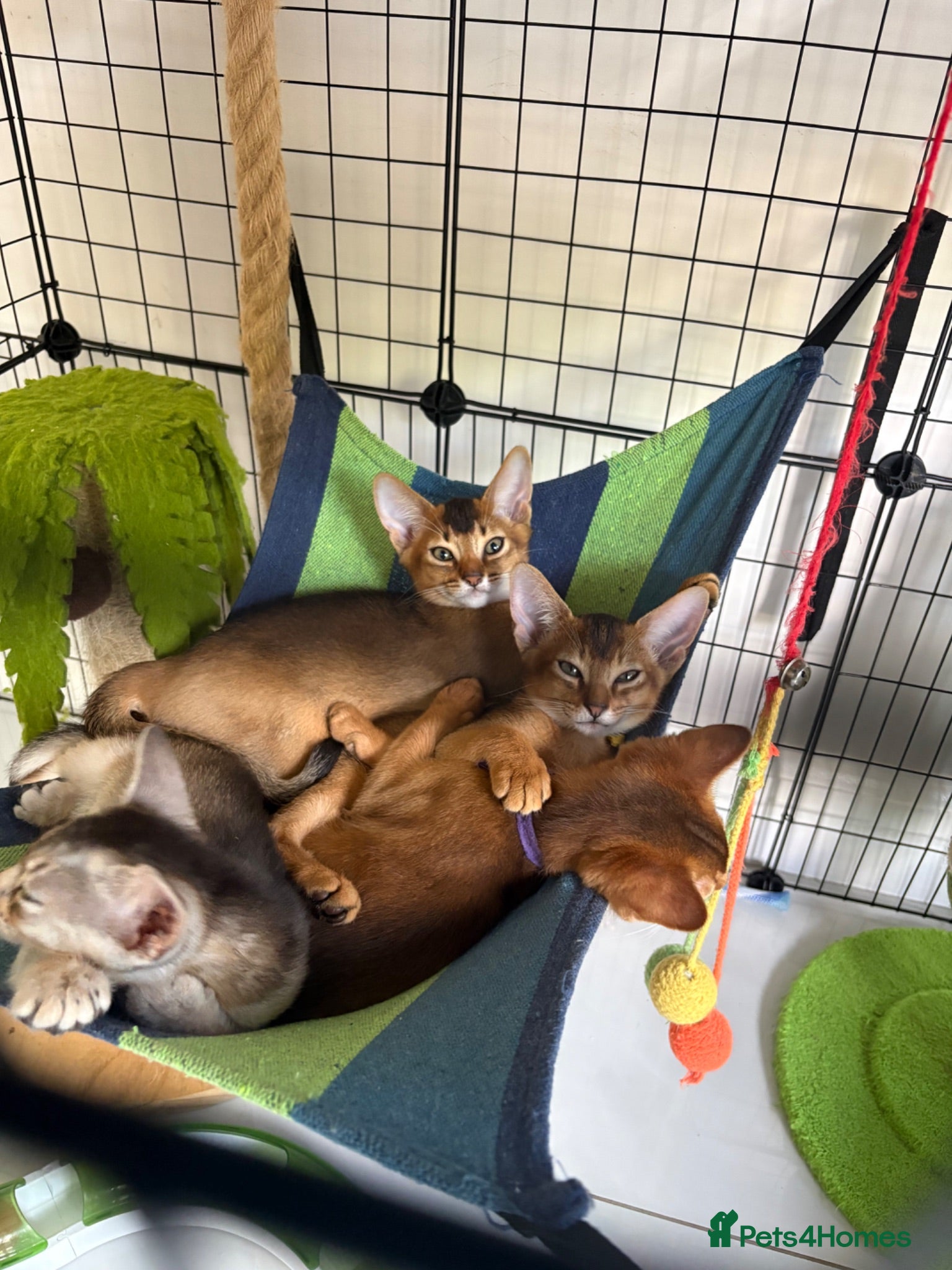 Abyssinian cats Beautiful abyssinian kittens - Advert 13