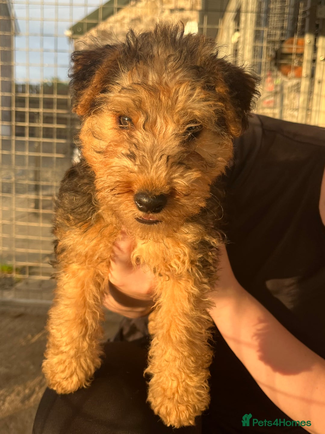 Lakeland Terrier dogs for sale: Lakeland terrier puppies - Image 2