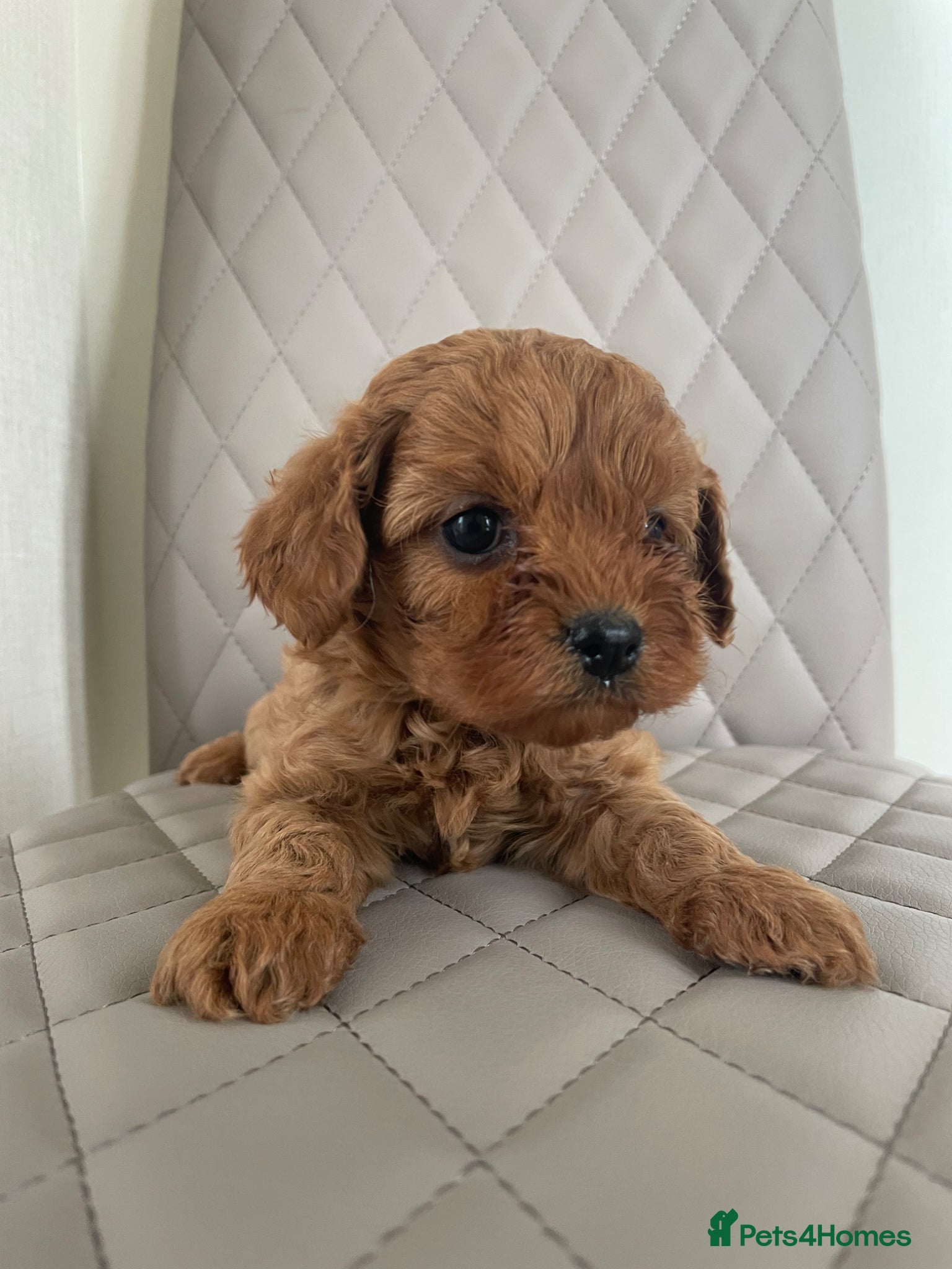 Cavapoo dogs F1 Red Health Tested Cavapoo Puppies  - Advert 13