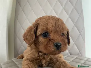 Cavapoo dogs F1 Red Health Tested Cavapoo Puppies - Advert 13