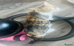 Mixed Breed cats for sale: Adorable Kittens with Stunning Markings - Image 9