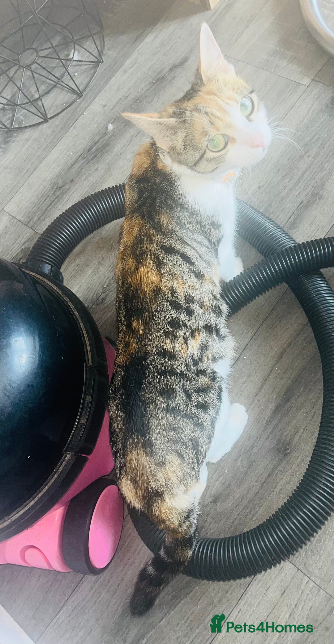 Mixed Breed cats for sale: Adorable Kittens with Stunning Markings - Image 9