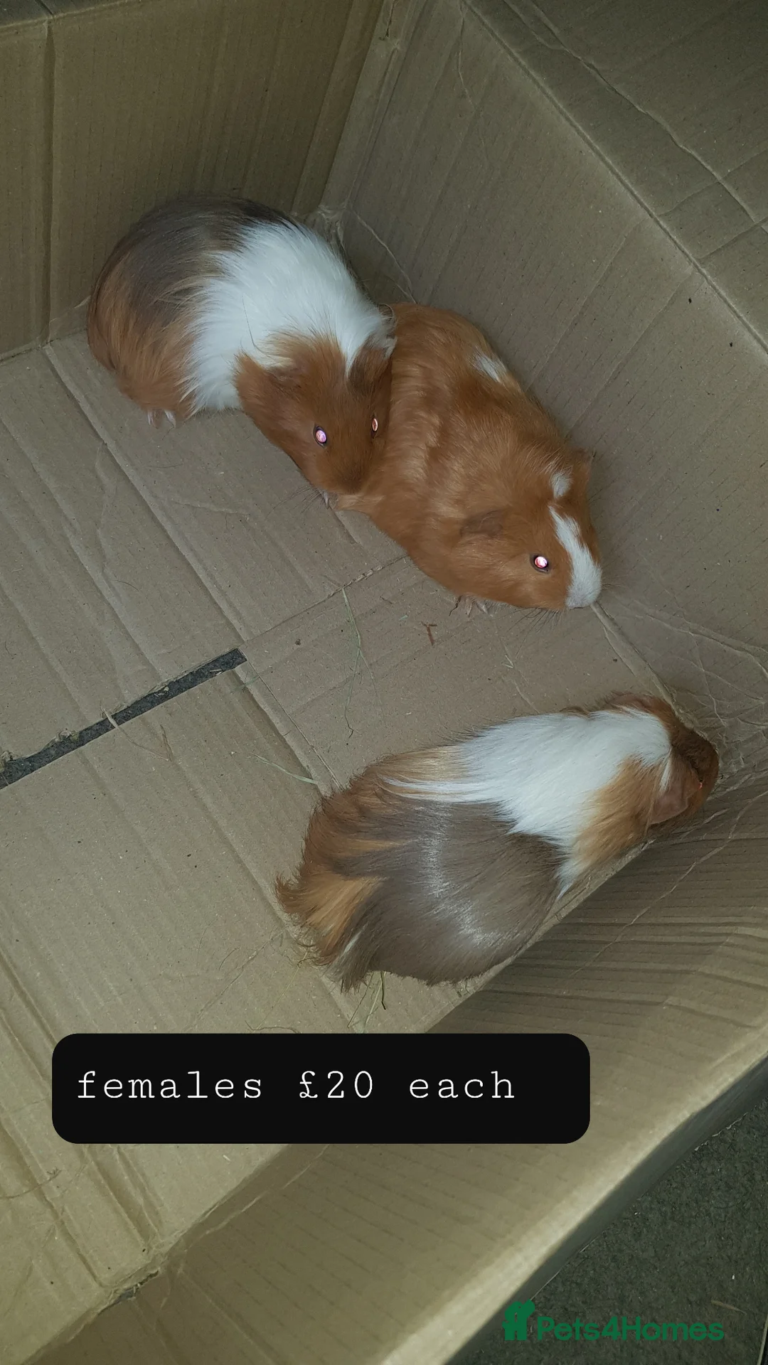 Guinea Pig rodents for sale: 4 female guinea pigs in Telford - Advert 9