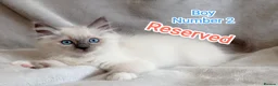 Ragdoll cats for sale: Wonderful Ragdoll Kittens  - Advert 9