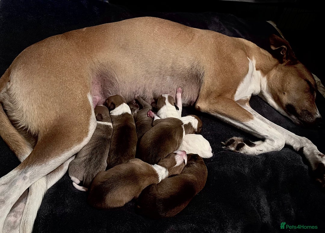 Mixed Breed dogs for sale: Italian Greyhound x Bull Greyhound Puppies - Image 1