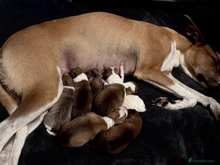 Mixed Breed dogs for sale - Advert 1