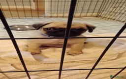 Pug dogs for stud: Casper - Image 14