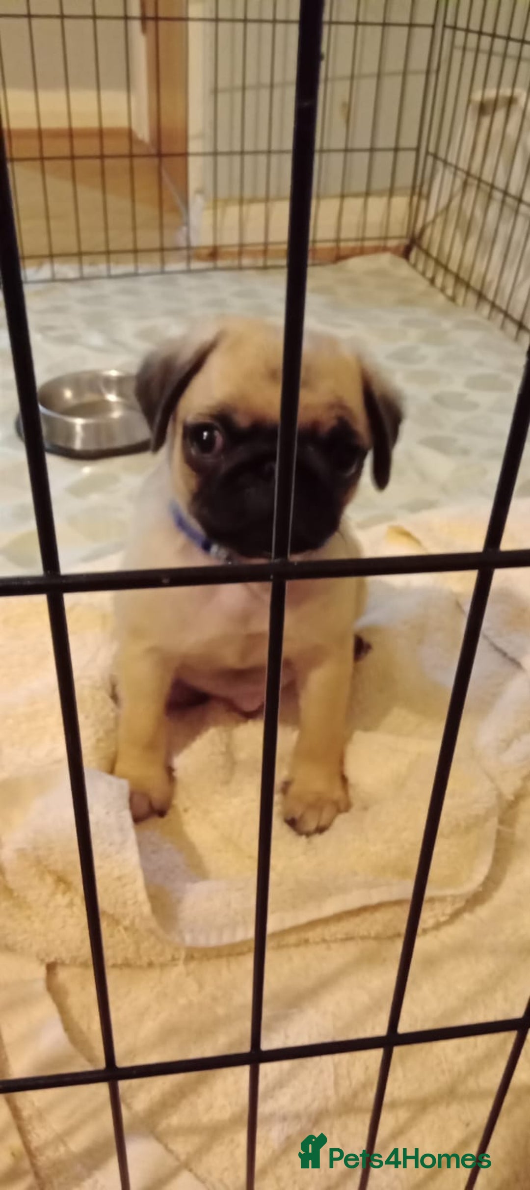 Pug dogs for stud: Casper - Image 14