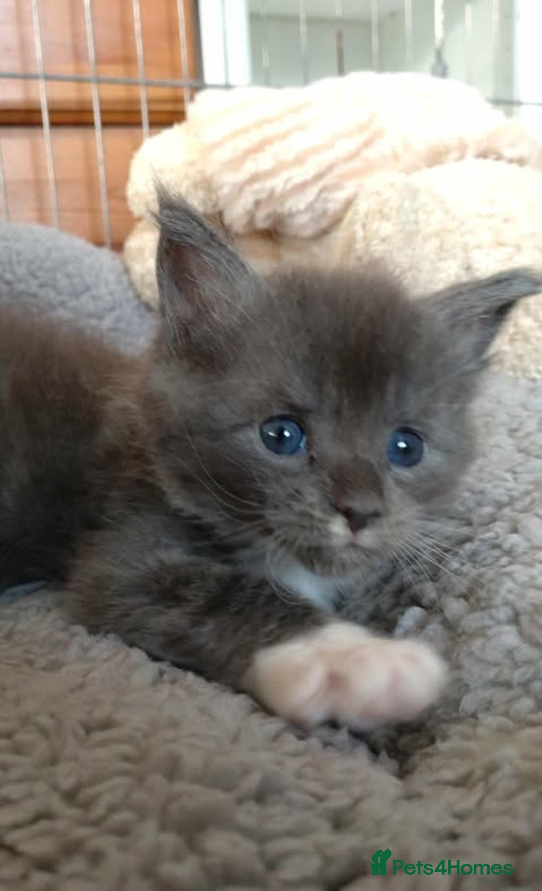 Maine Coon cats for sale: Maine Coon - Image 4