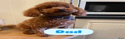 Cavapoo dogs for sale: 5 Deep Red Cavapoos - Advert 18