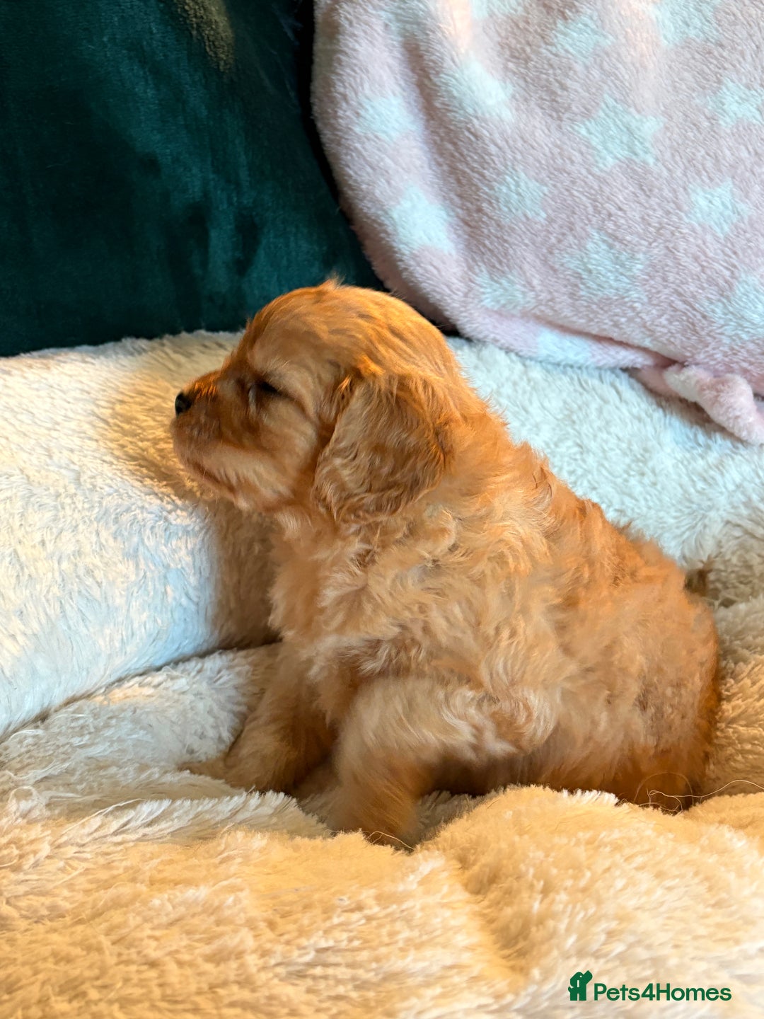 Cavapoo dogs for sale: 🐾♥️CUDDLES, KISSES & SNUGGLES♥️ 🐾 - Image 11