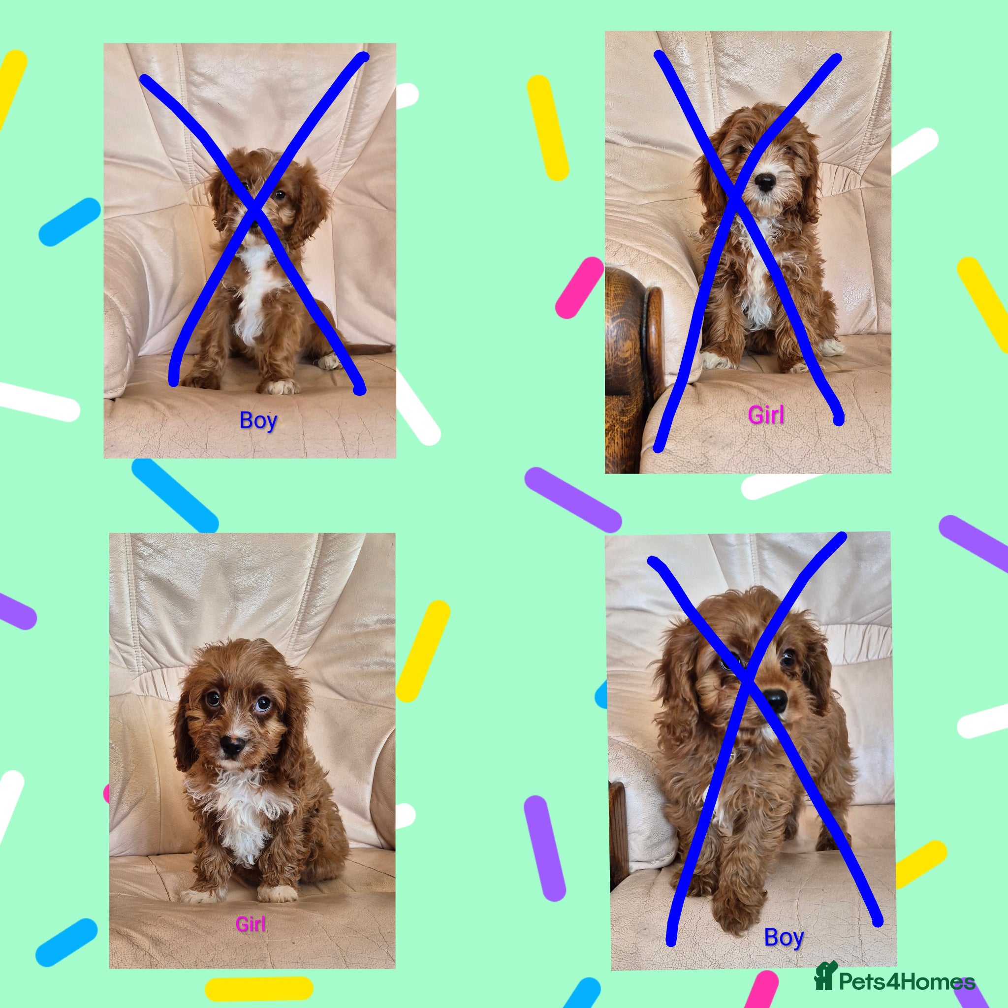 Cavapoo dogs Beautiful health checked Cavapoo Puppies  - Advert 2