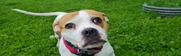 Boxer dogs for adoption: Skye  - Advert 4