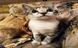 Bengal cats for sale: Bengal X Kittens High % Wild Asian Leopard Cat.  - Image 22
