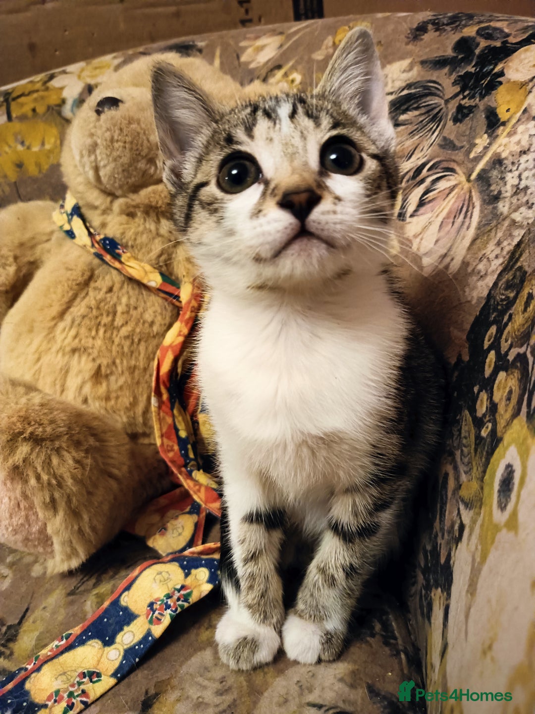 Bengal cats for sale: Bengal X Kittens High % Wild Asian Leopard Cat.  - Image 22