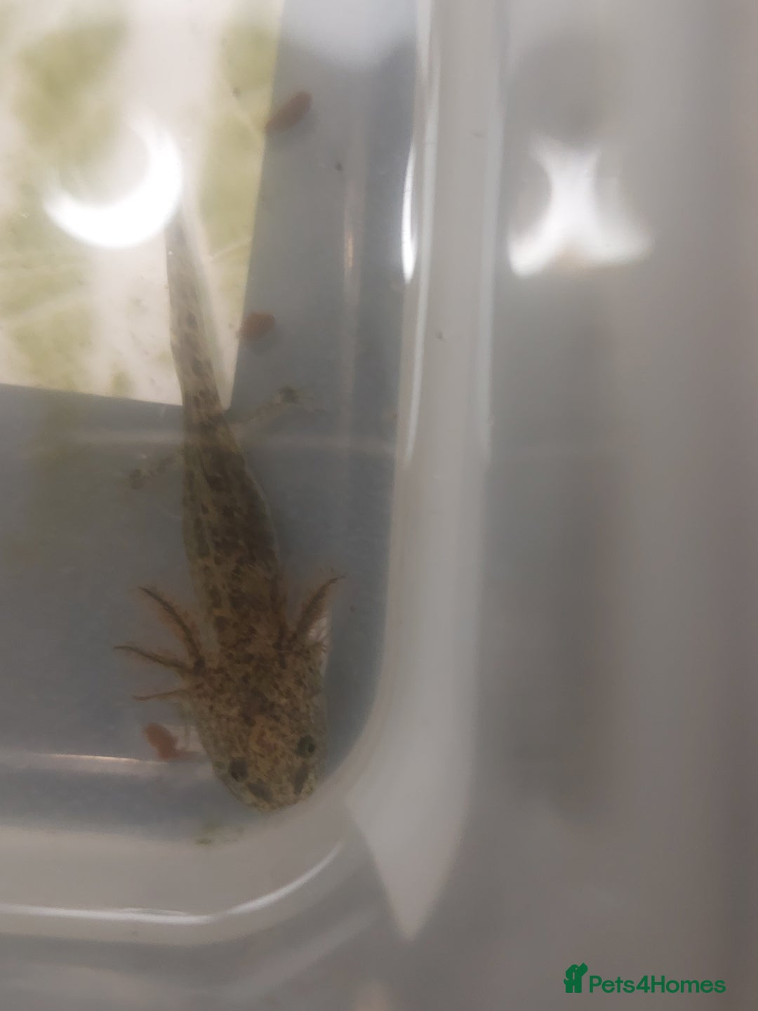 Axolotl reptiles for sale: 4 and 5cm Axolotls  - Image 2