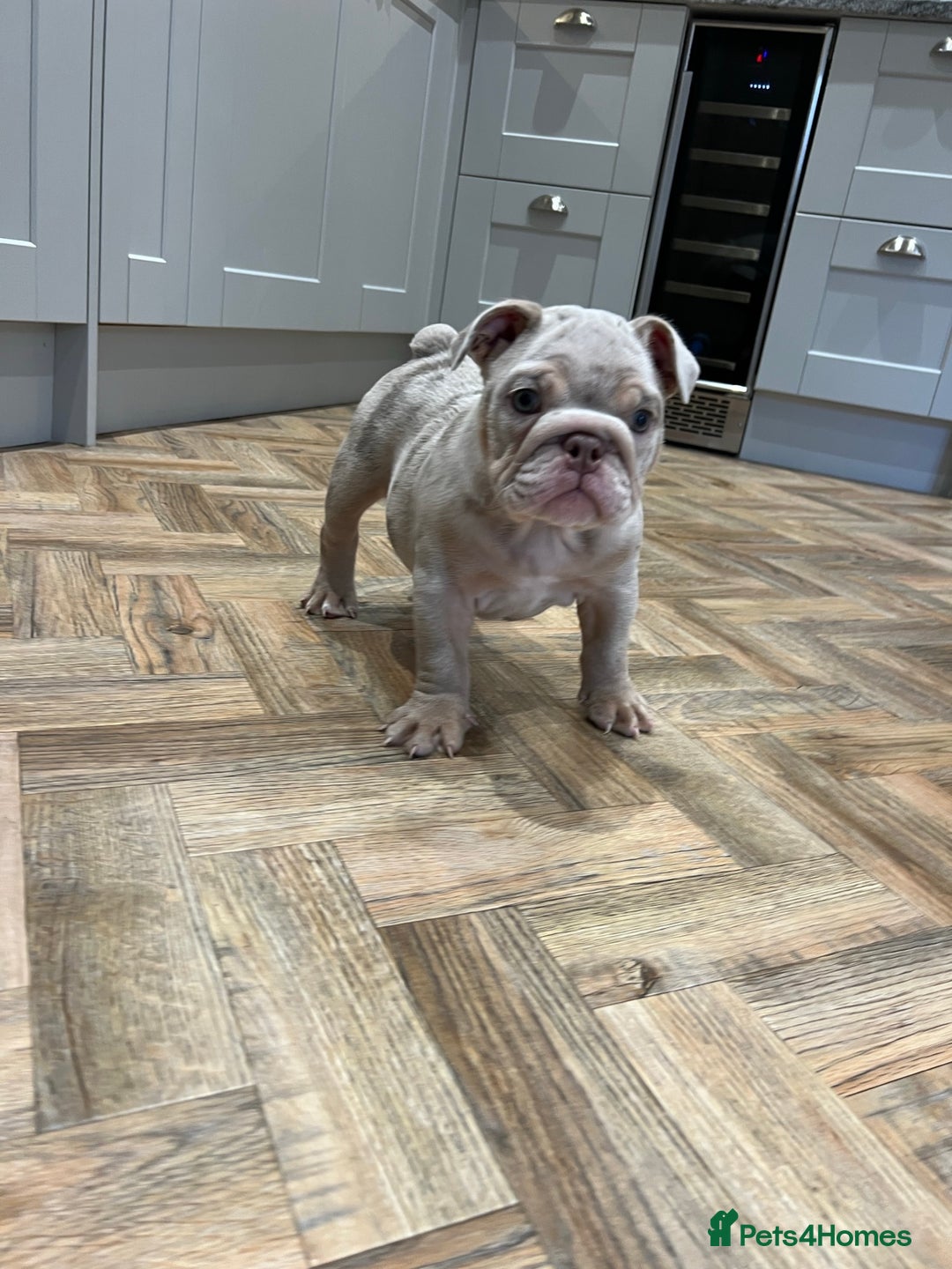 English Bulldog dogs for sale: Beautiful Female Merle English Bulldog Puppy - Advert 5