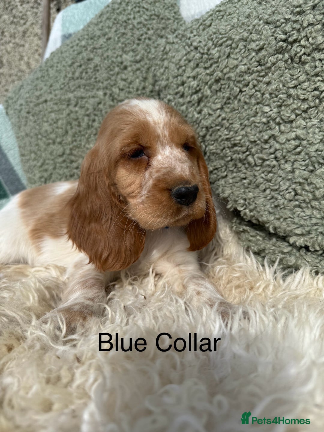 Cocker Spaniel dogs for sale: KC Registered Show Type Cocker Spaniels - Image 6