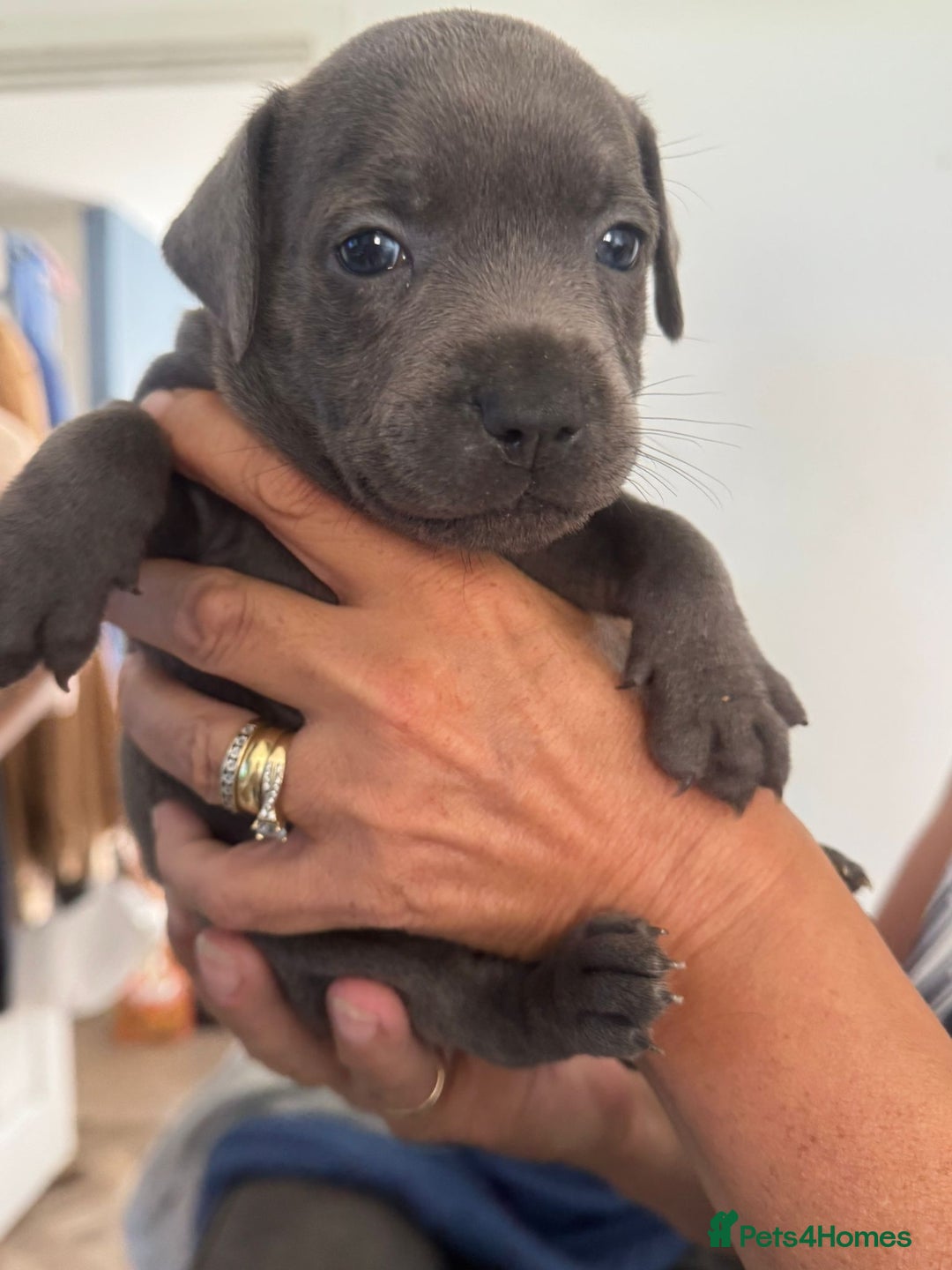 Staffordshire Bull Terrier dogs for sale: Staffordshire bull terrier pups - Image 14