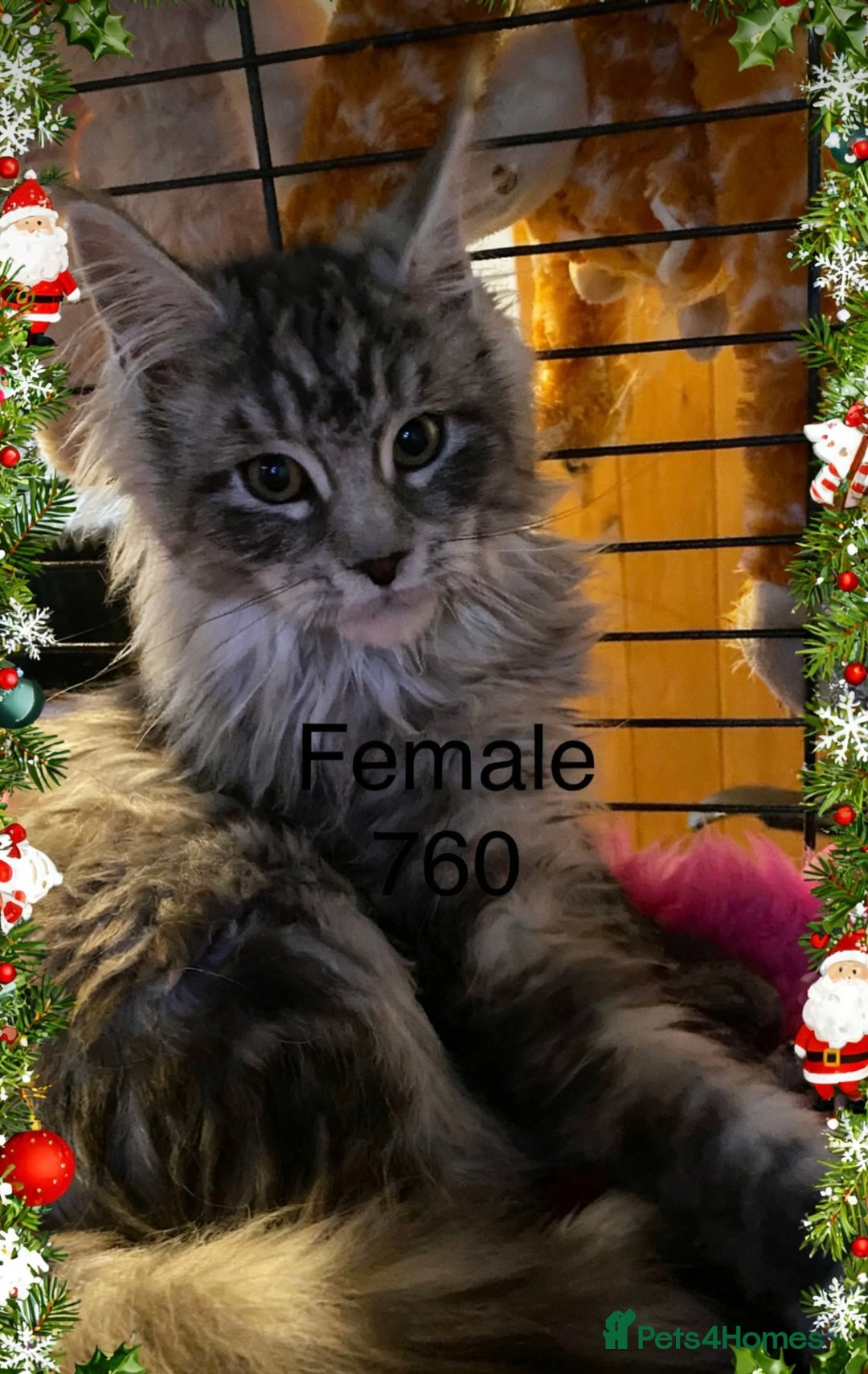 Maine Coon cats for sale: Pedigree Maine Coons - Advert 6