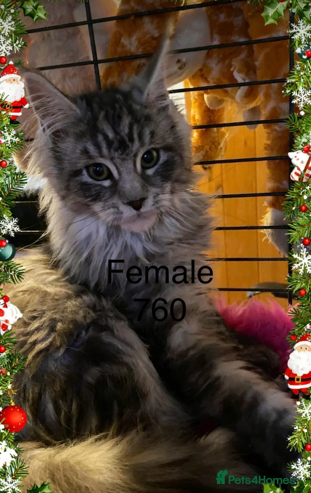 Maine Coon cats for sale: Pedigree Maine Coons - Advert 6