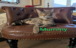 Bengal cats for sale: Purebred Spotted Bengal Kittens Brown Charcoal - Image 32