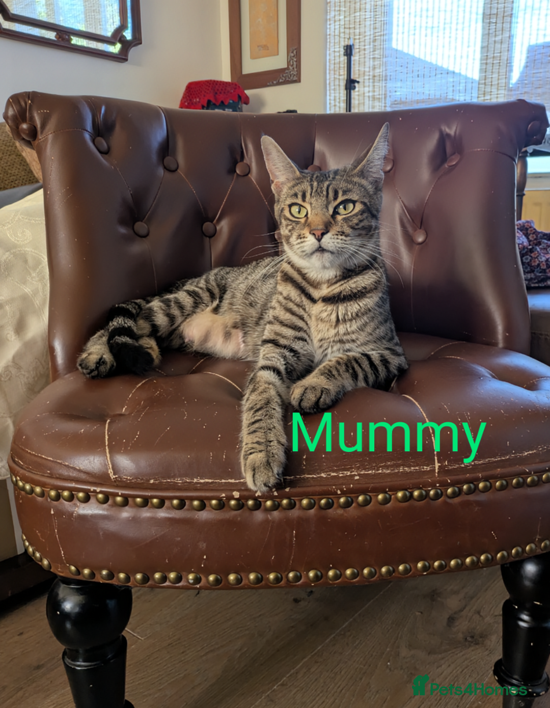 Bengal cats for sale: Purebred Spotted Bengal Kittens Brown Charcoal - Image 32