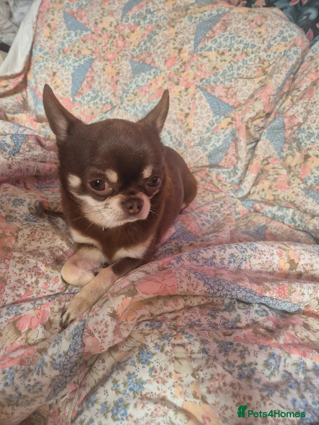 Chihuahua dogs for sale: Chocolate and tan chihuahua   in Lincoln - Advert 2