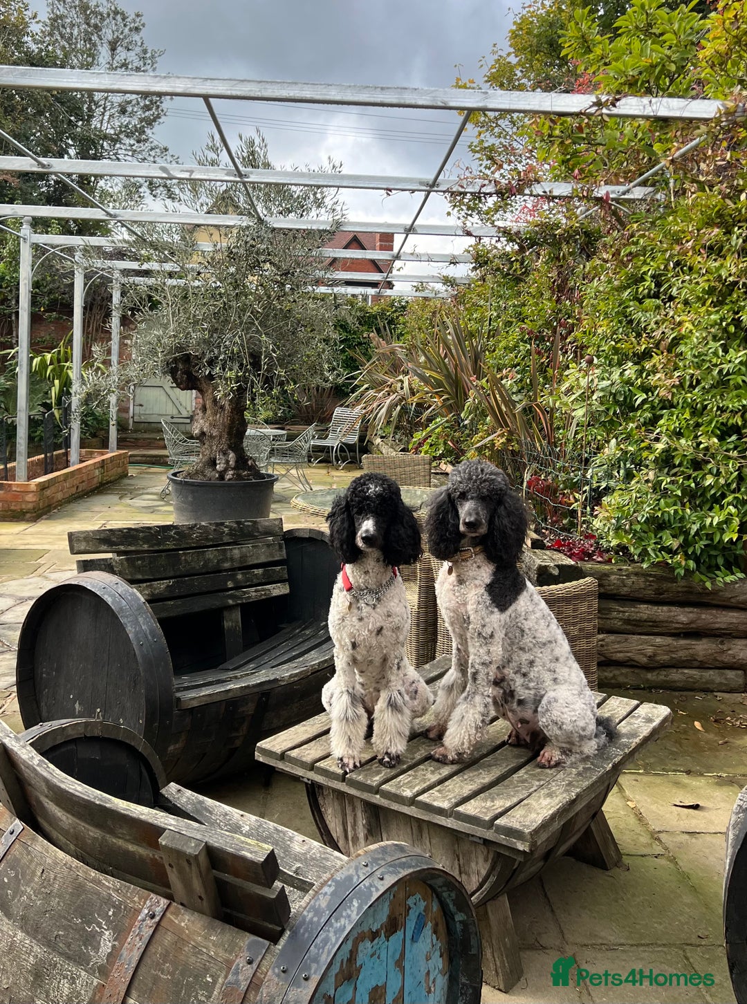 Standard Poodle dogs for sale: Exceptional Standard Parti Poodle puppies due  - Advert 6
