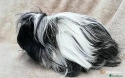 Guinea Pig rodents for sale: Handsome (senior) boy... - Image 2