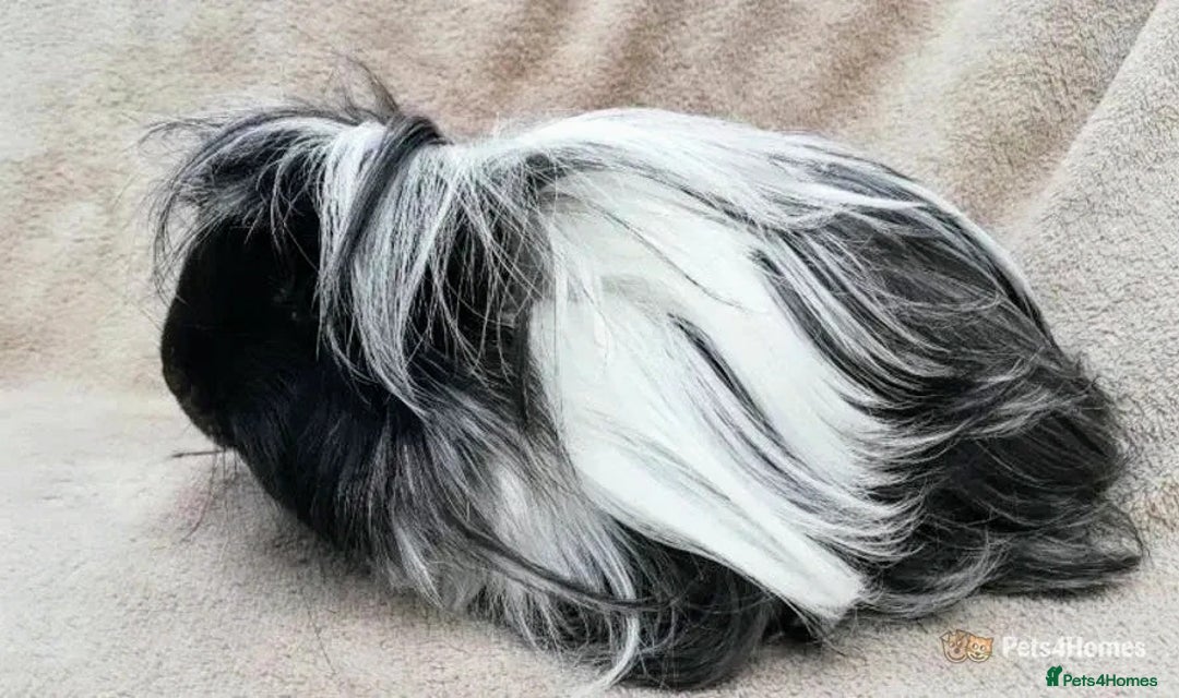 Guinea Pig rodents for sale: Handsome (senior) boy... - Image 2
