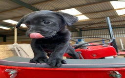 Labrador Retriever dogs for sale: Beautiful black Labrador puppy's  - Image 1