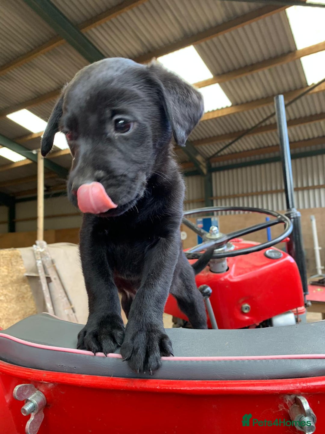 Labrador Retriever dogs for sale: Beautiful black Labrador puppy's  - Image 1