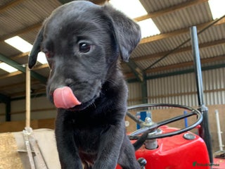 Labrador Retriever dogs - Advert 24